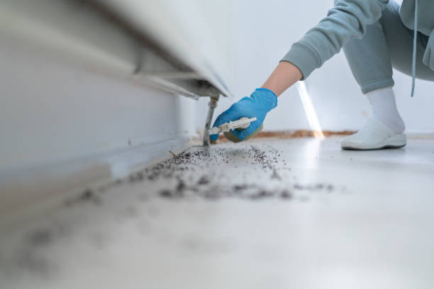 Flea Control Services in La Conner, WA